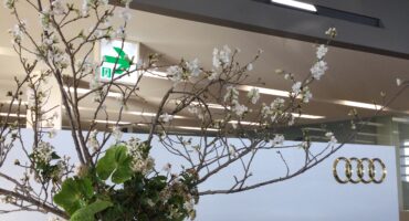 ショールームに春の訪れ🌸